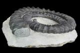 Devonian Ammonite (Anetoceras) - Morocco #99903-2